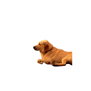A Calm Stray Dog Lies By The Seaside In Istanbul, Capturing A Serene Moment. 18392 - Cat PNG image with transparent background